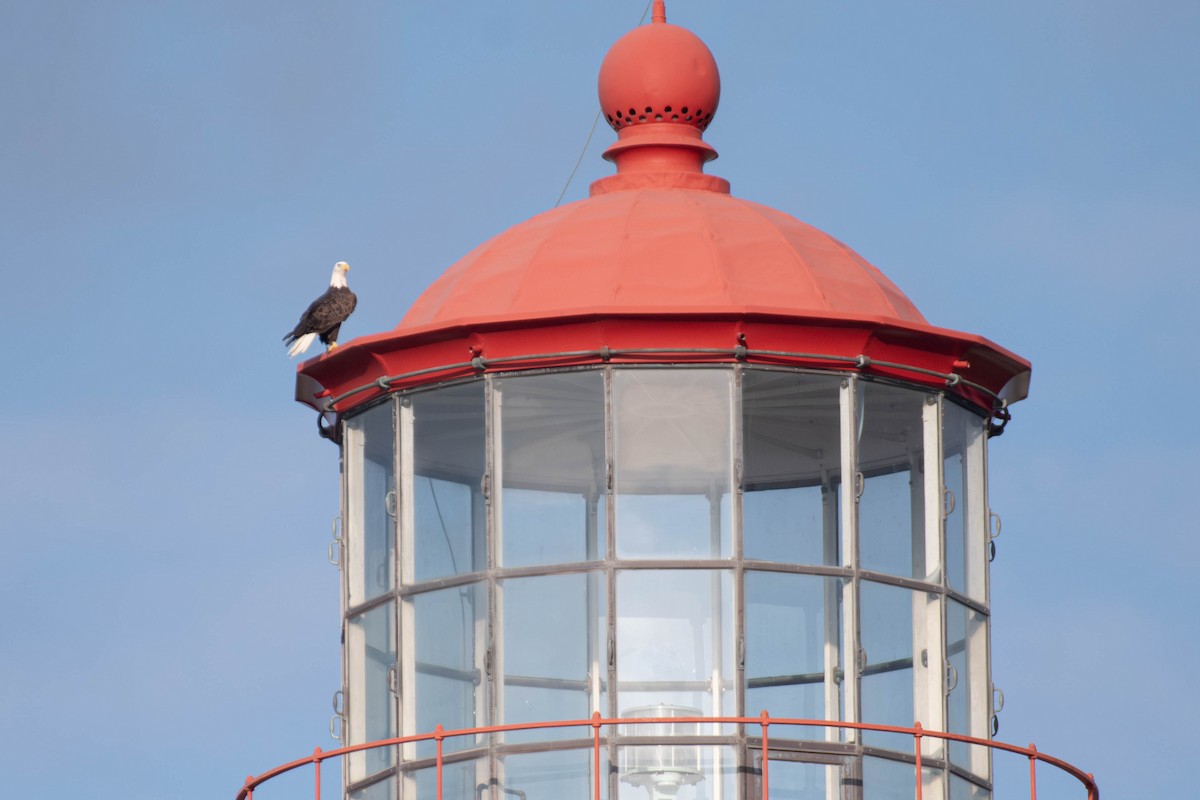 Bald Eagle - ML642177197
