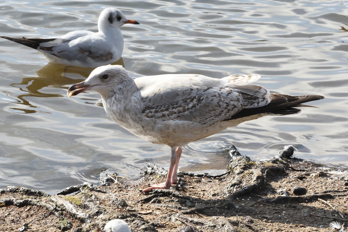 Silbermöwe - ML642177212