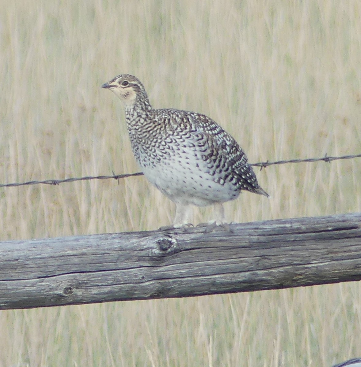 Schweifhuhn - ML642177229