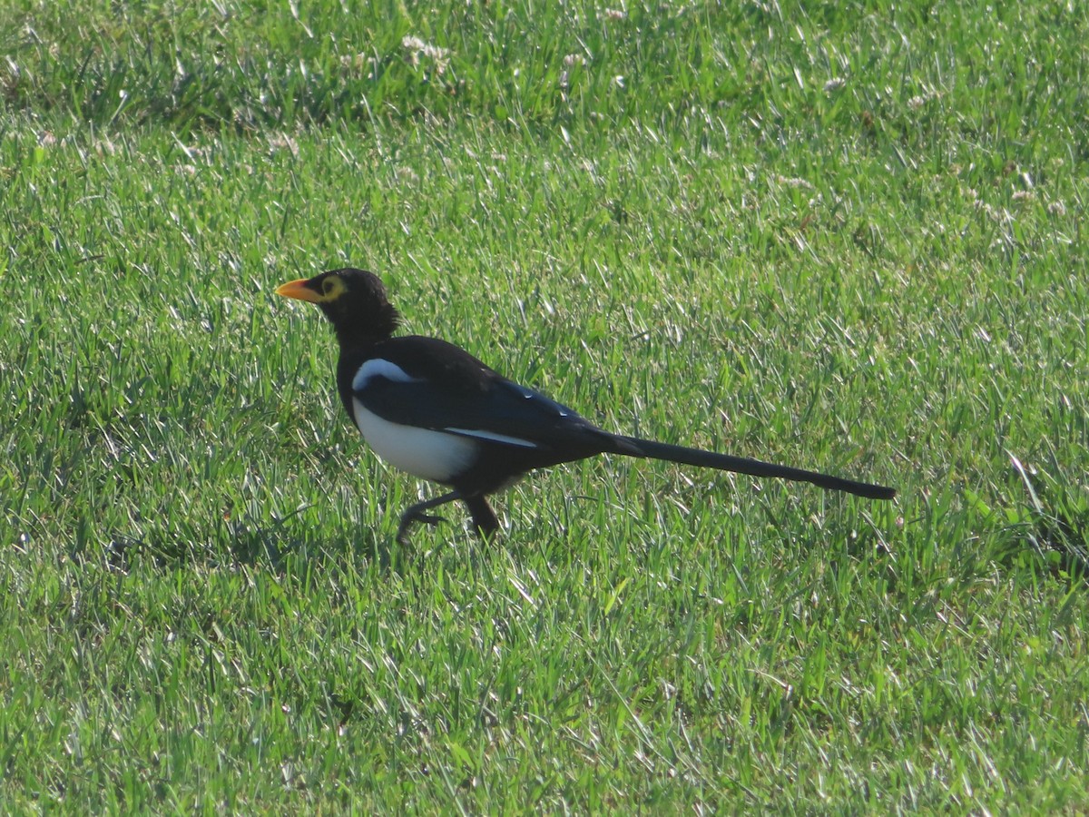 Yellow-billed Magpie - ML642177230