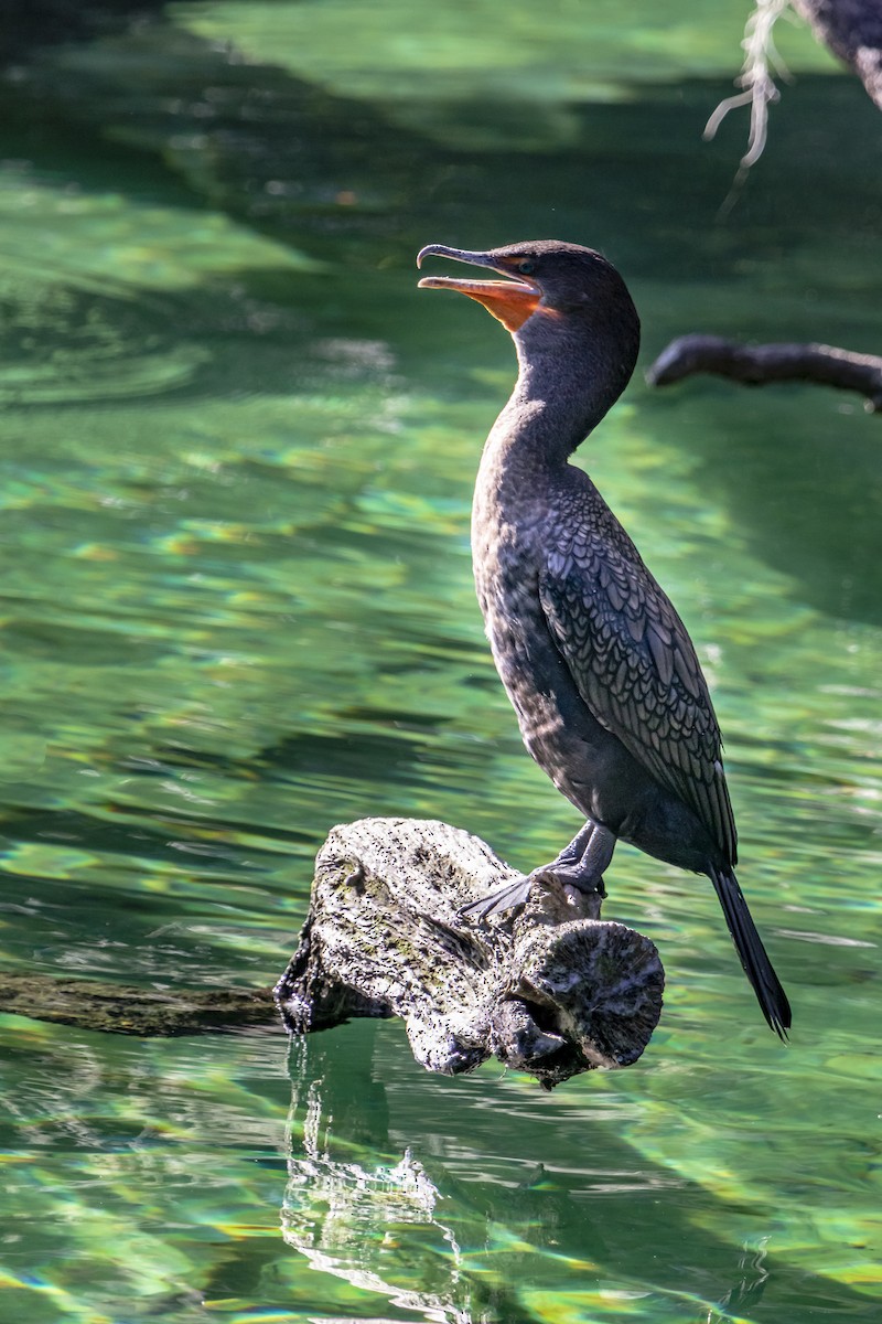 Cormoran à aigrettes - ML642177239