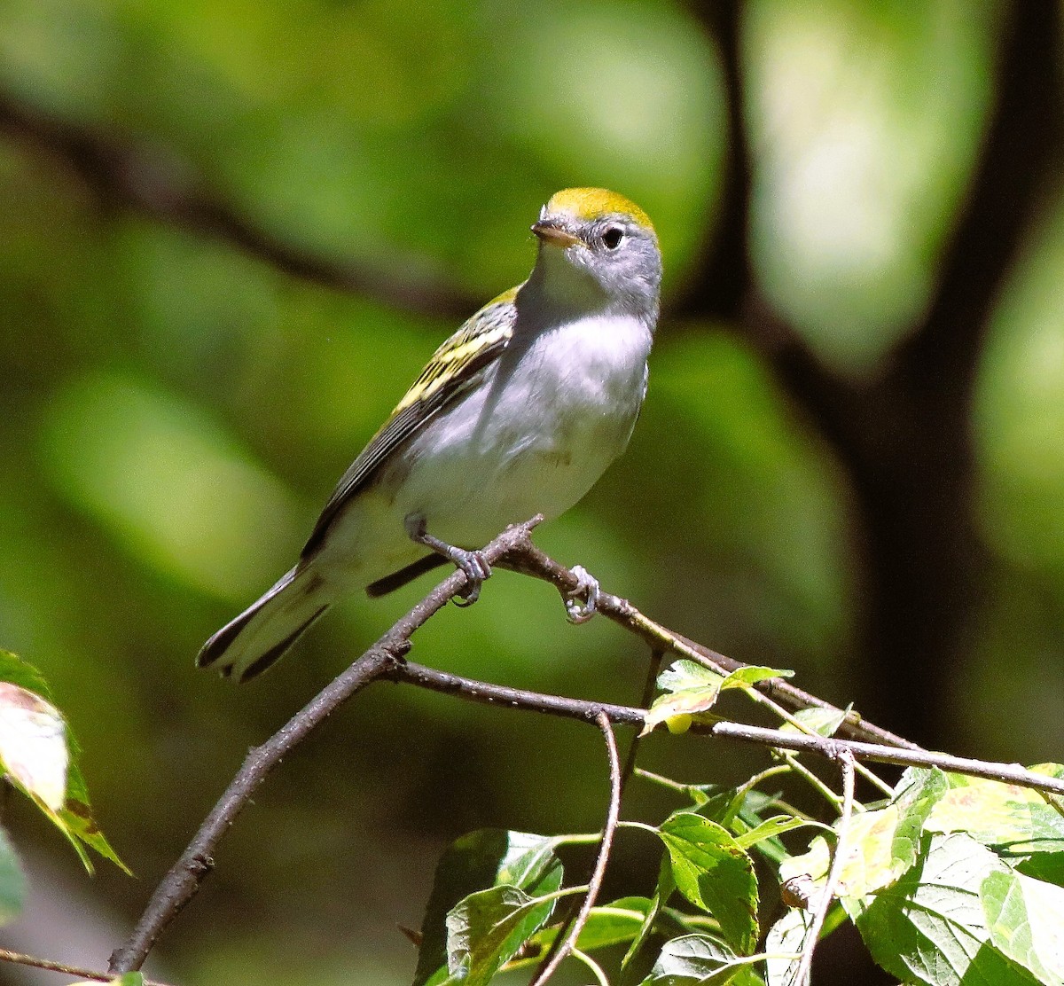 Chestnut-sided Warbler - ML642177245
