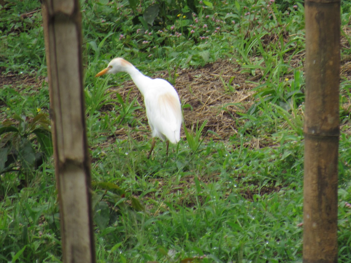Western Cattle-Egret - ML642177261