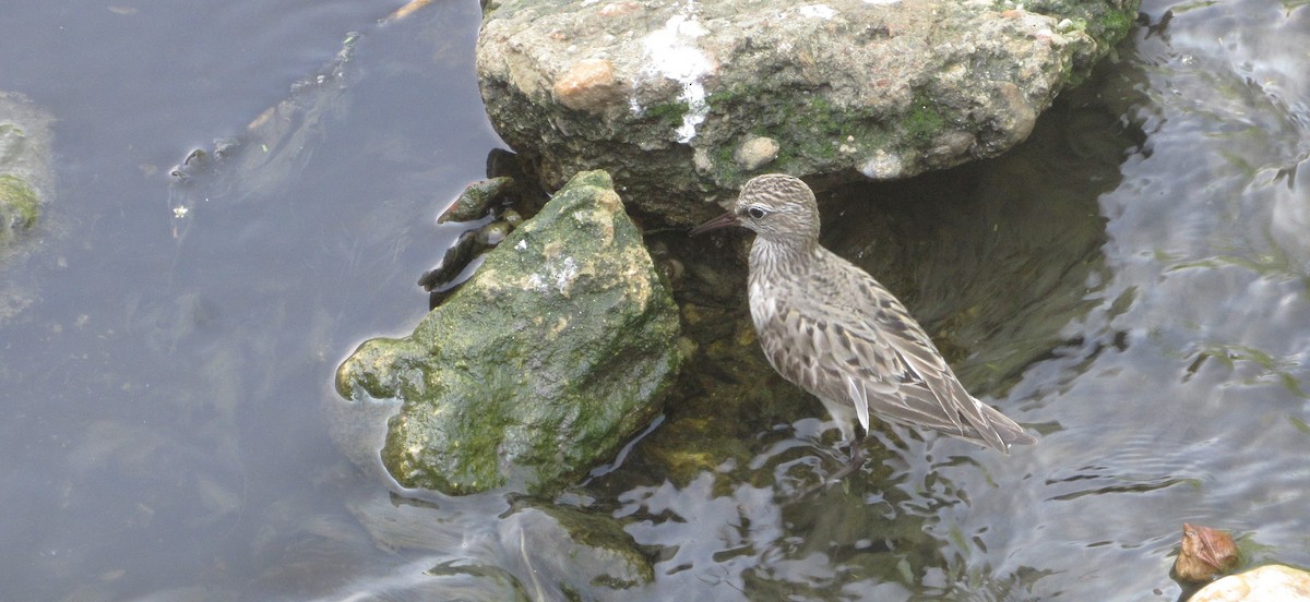 White-rumped Sandpiper - ML642177274