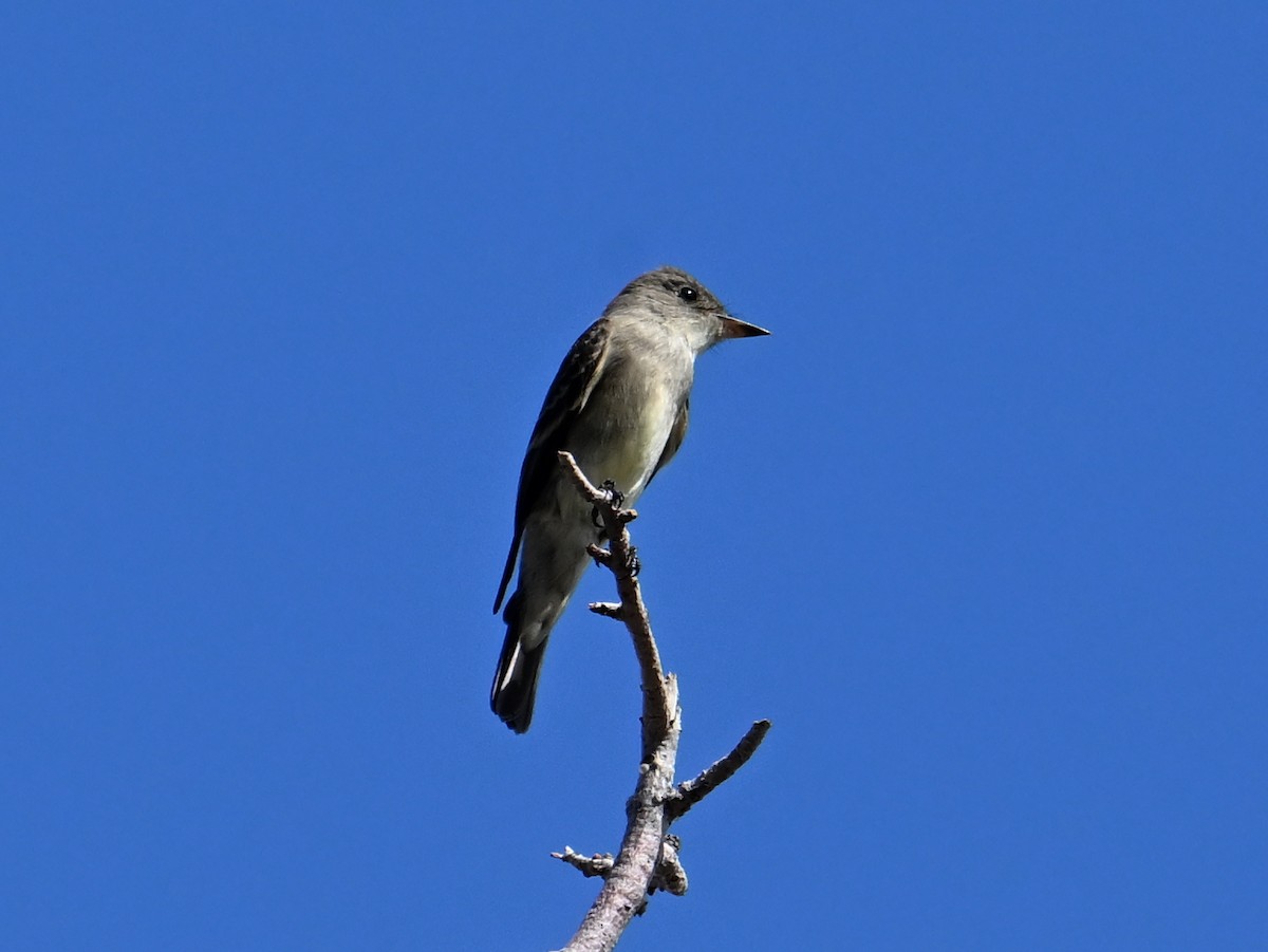 Western Wood-Pewee - ML642177303