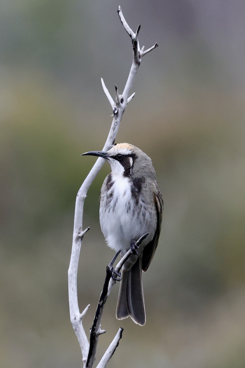 Tawny-crowned Honeyeater - ML642177307