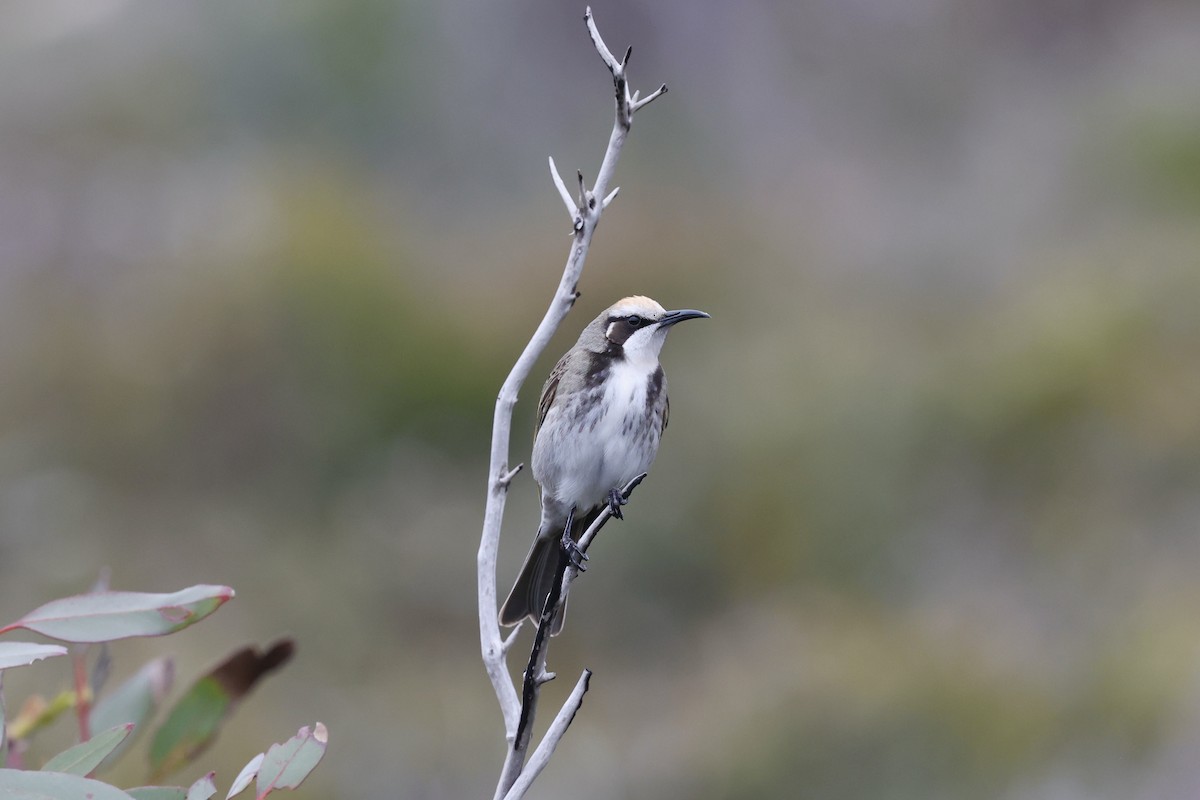 Tawny-crowned Honeyeater - ML642177308