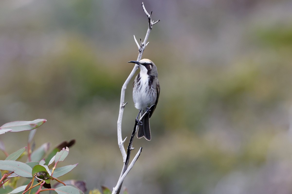 Tawny-crowned Honeyeater - ML642177309