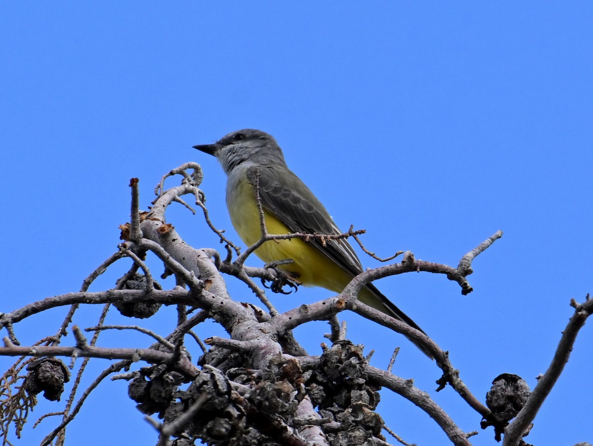 Western Kingbird - ML642177310