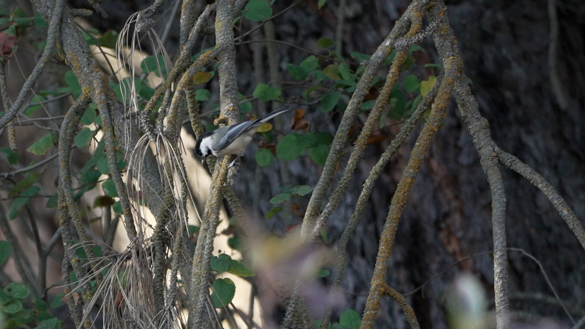 Black-capped Chickadee - ML642177315