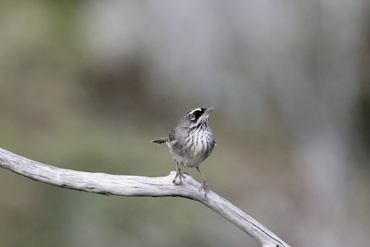 Spotted Scrubwren - ML642177323