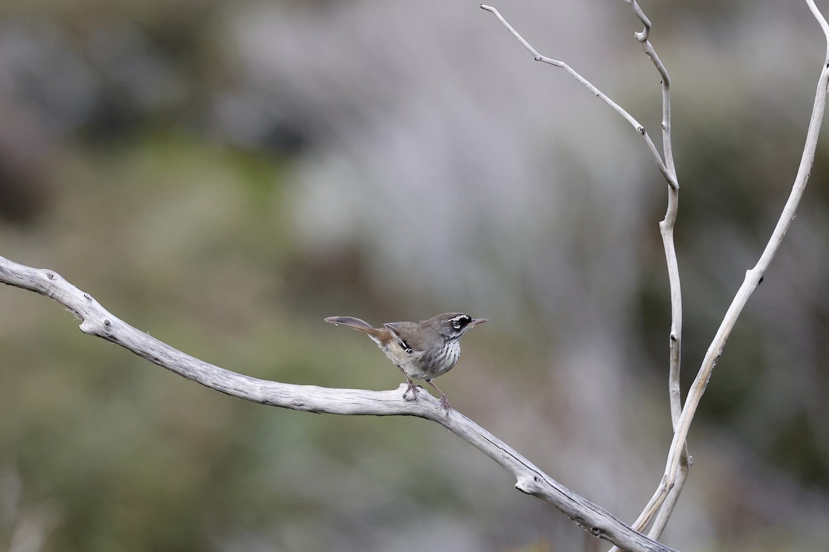 Spotted Scrubwren - ML642177324