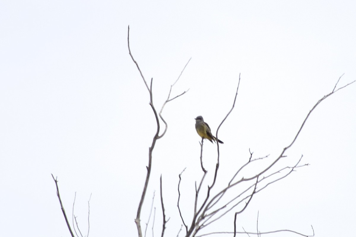 Cassin's Kingbird - ML642177331
