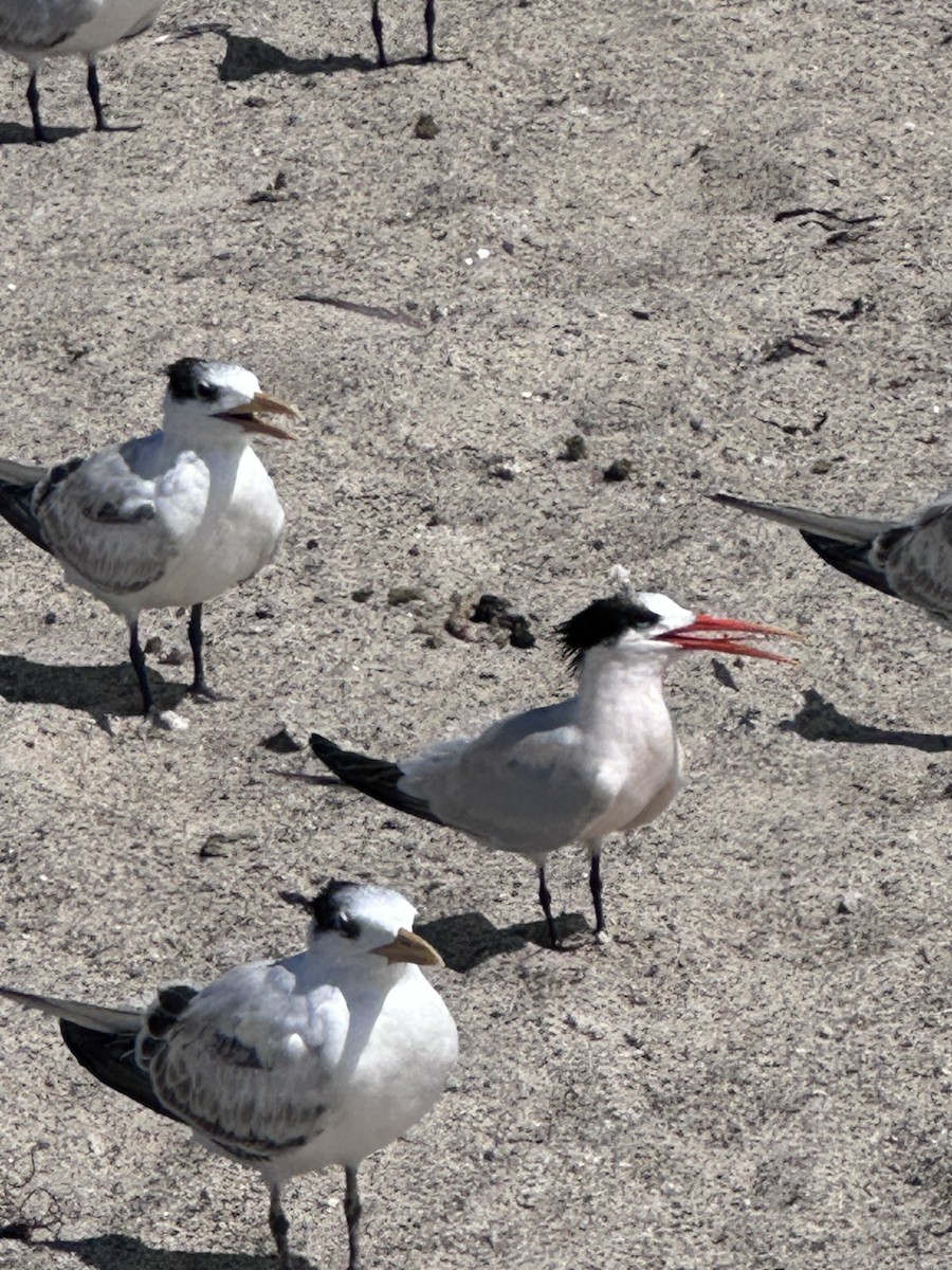 Elegant Tern - ML642177348