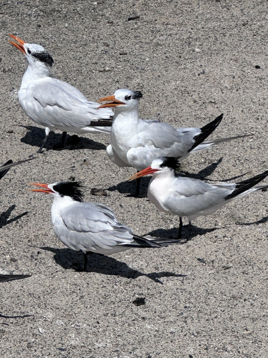 Elegant Tern - ML642177349