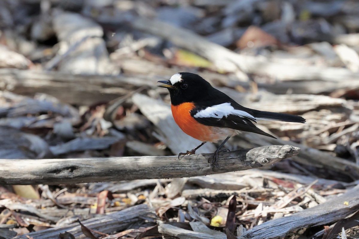 Scarlet Robin (Scarlet) - ML642177393