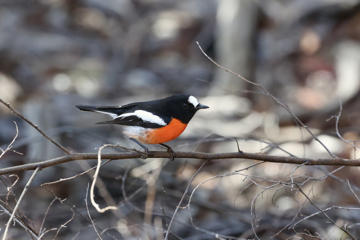 Scarlet Robin (Scarlet) - ML642177394