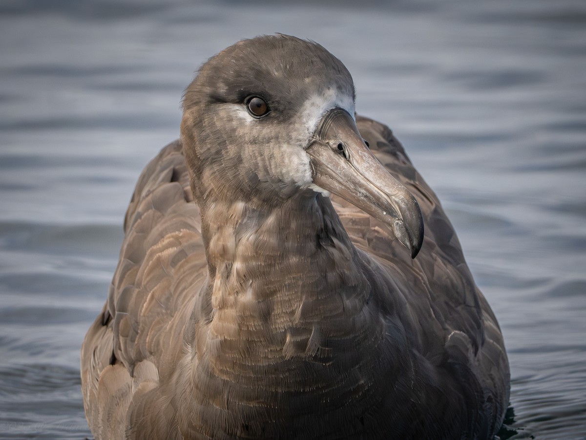 Black-footed Albatross - ML642177407