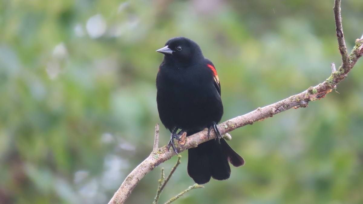 Red-winged Blackbird - ML642177428
