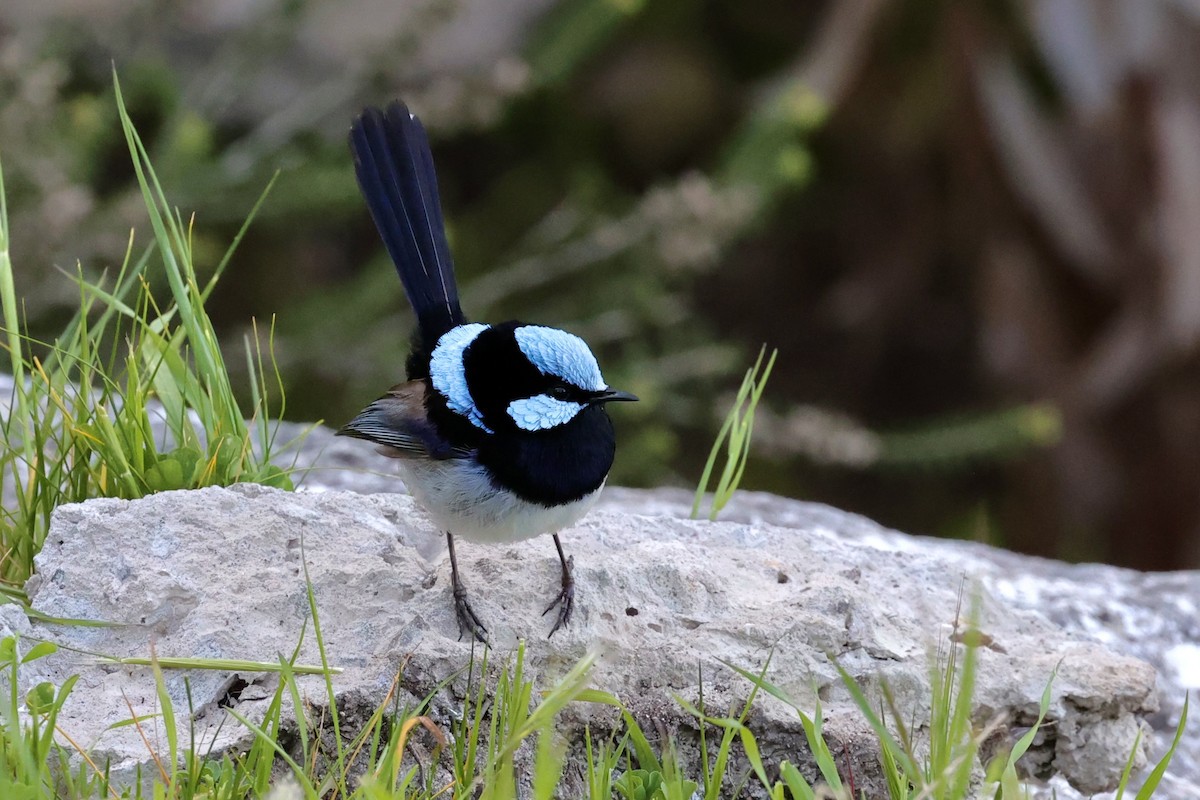 Superb Fairywren - ML642177429