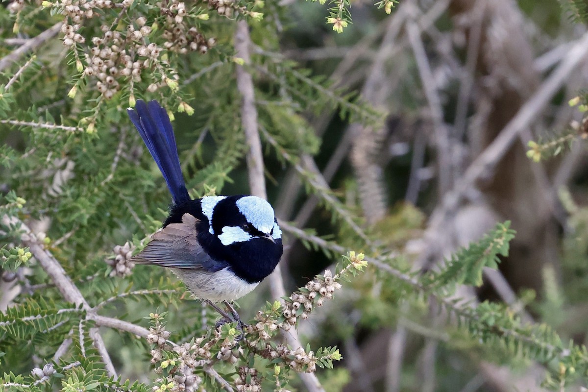 Superb Fairywren - ML642177430