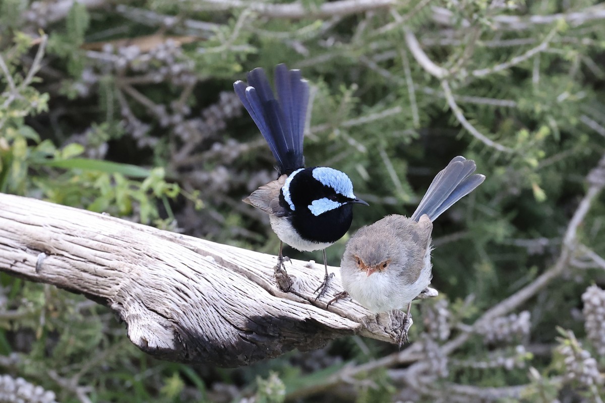 Superb Fairywren - ML642177431
