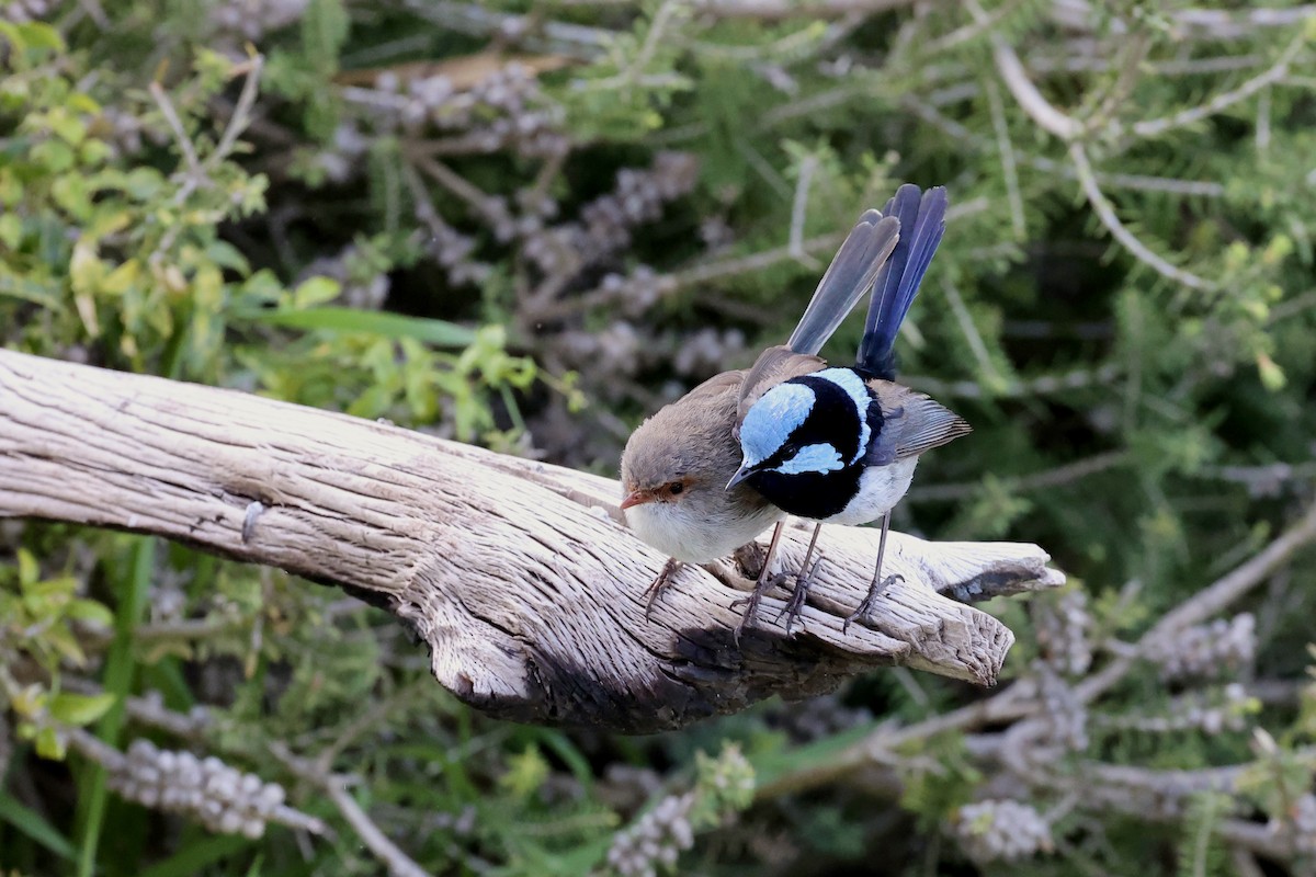 Superb Fairywren - ML642177432