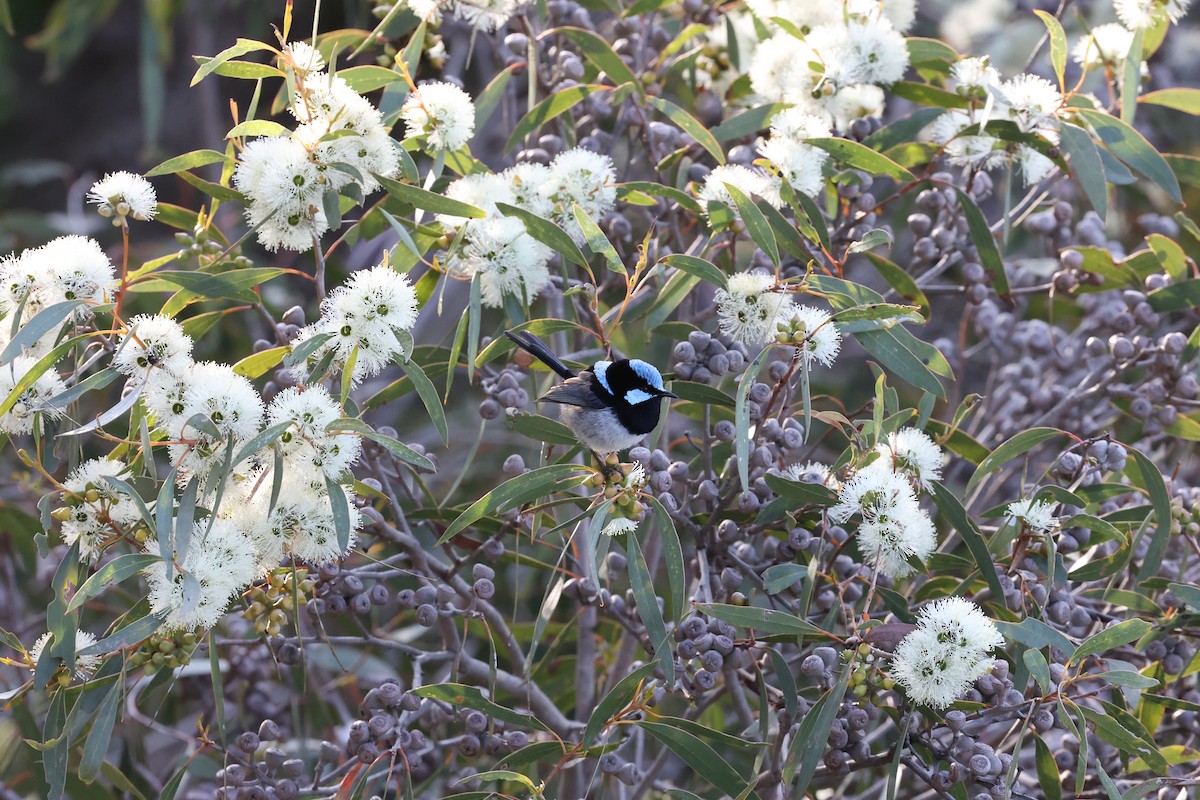 Superb Fairywren - ML642177433