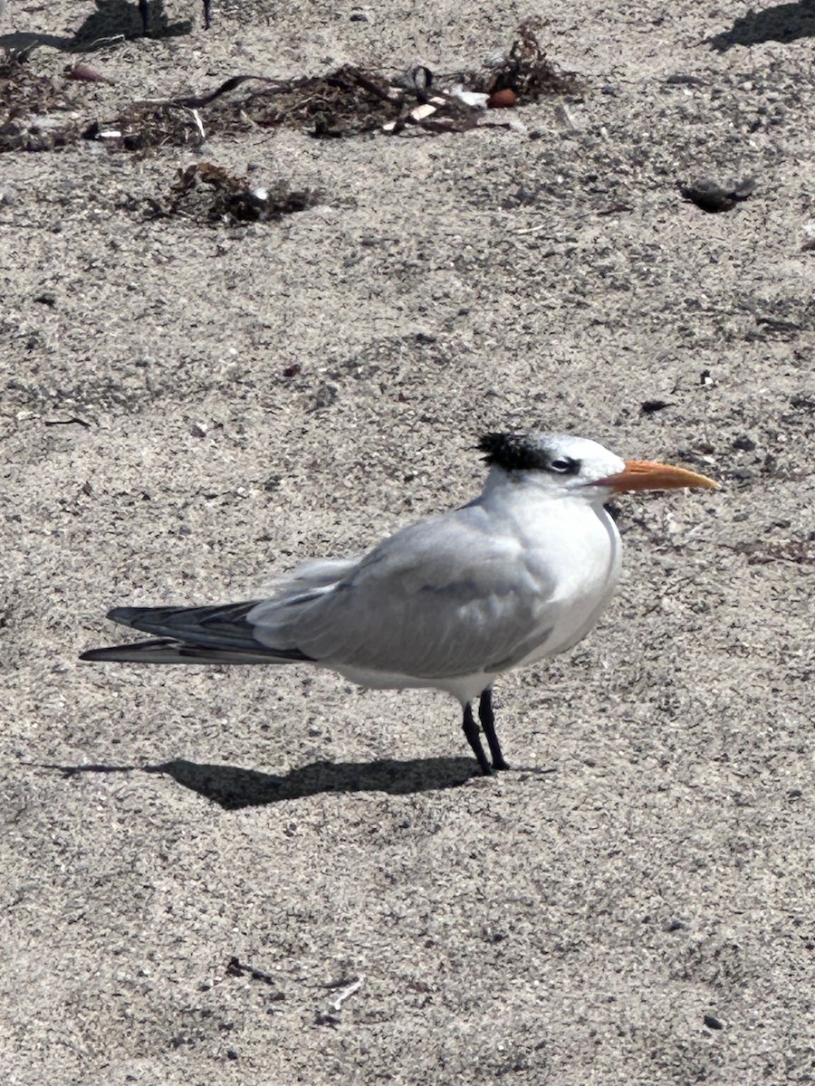 Royal Tern - ML642177437