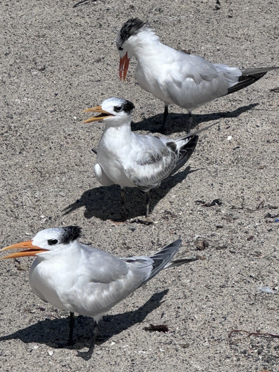 Royal Tern - ML642177438