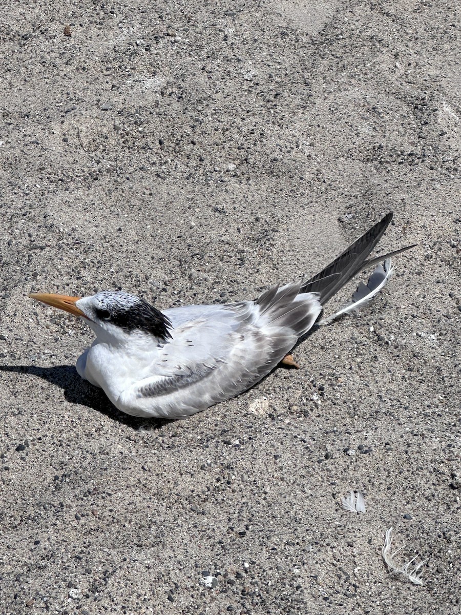 Royal Tern - ML642177440