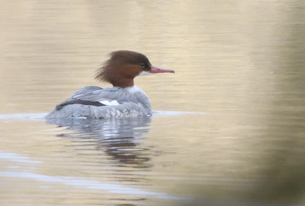 Gänsesäger - ML642177442