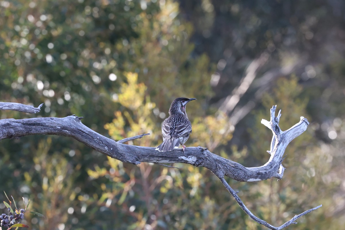 Red Wattlebird - ML642177453