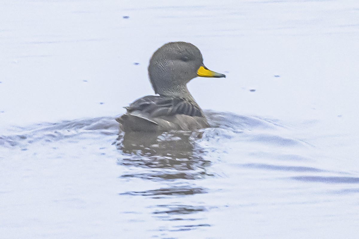 Yellow-billed Teal - ML642177457