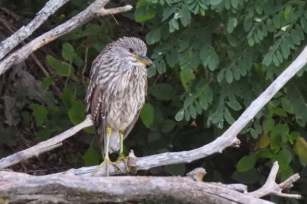 Black-crowned Night Heron - ML642177458