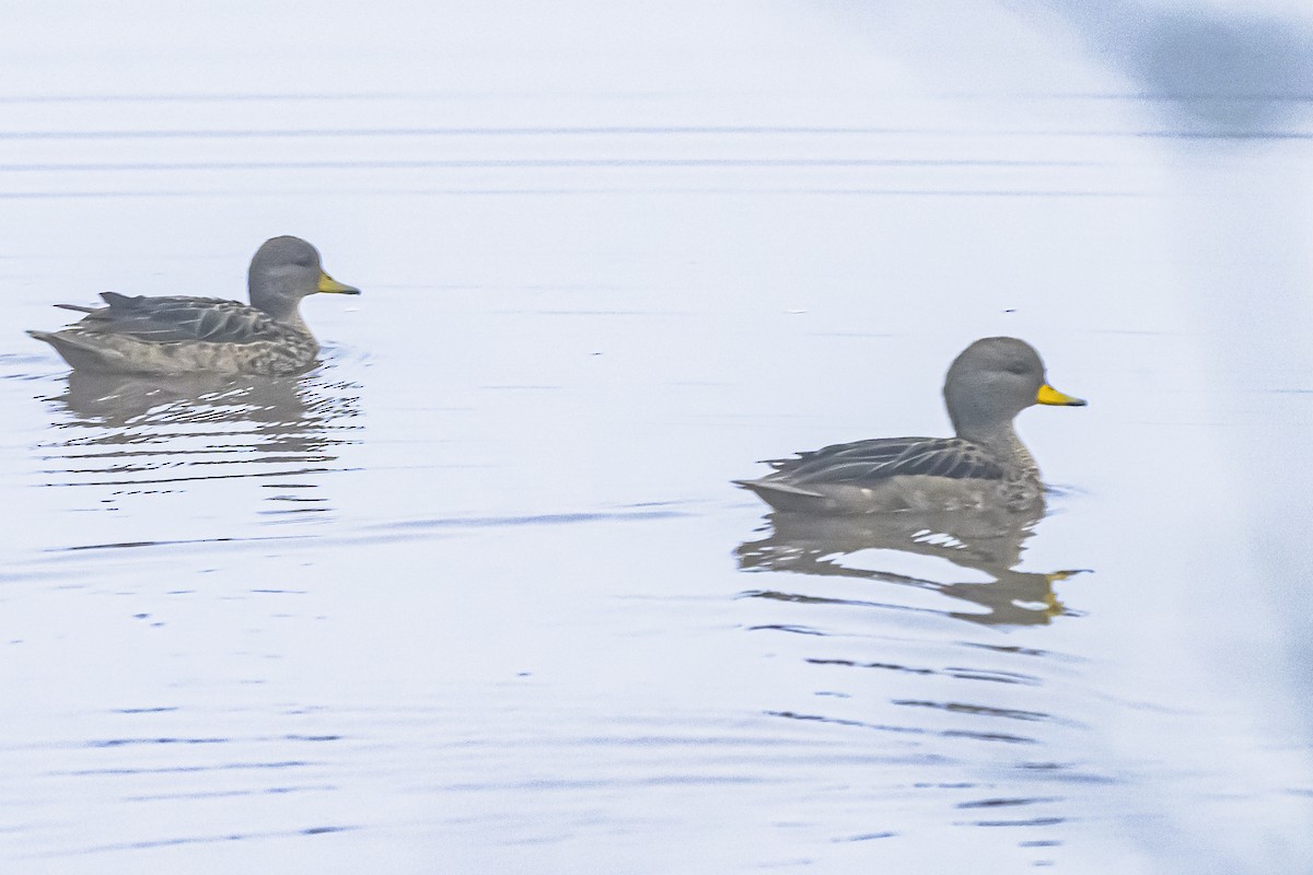 Yellow-billed Teal - ML642177459