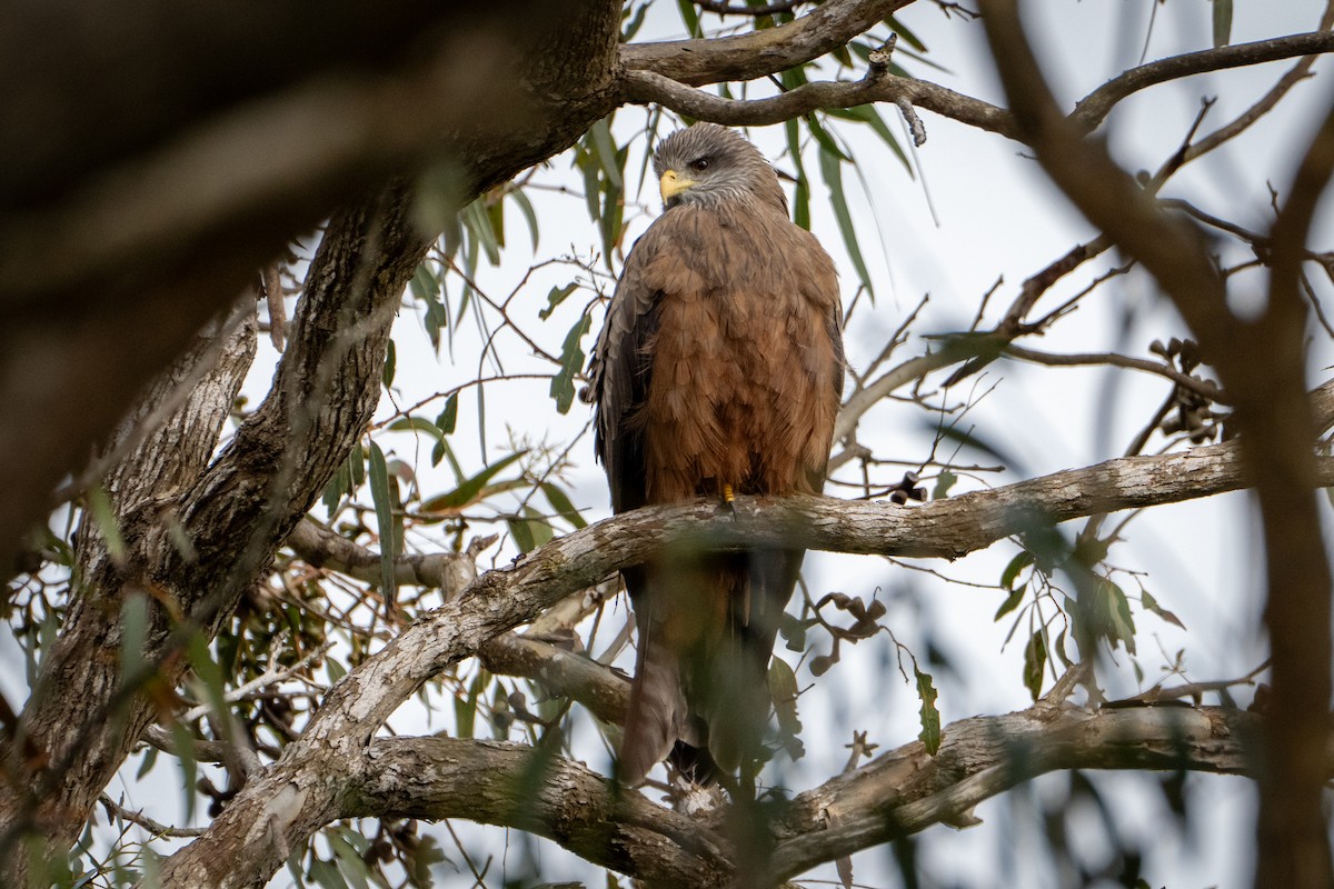 Black Kite (Yellow-billed) - ML642177460