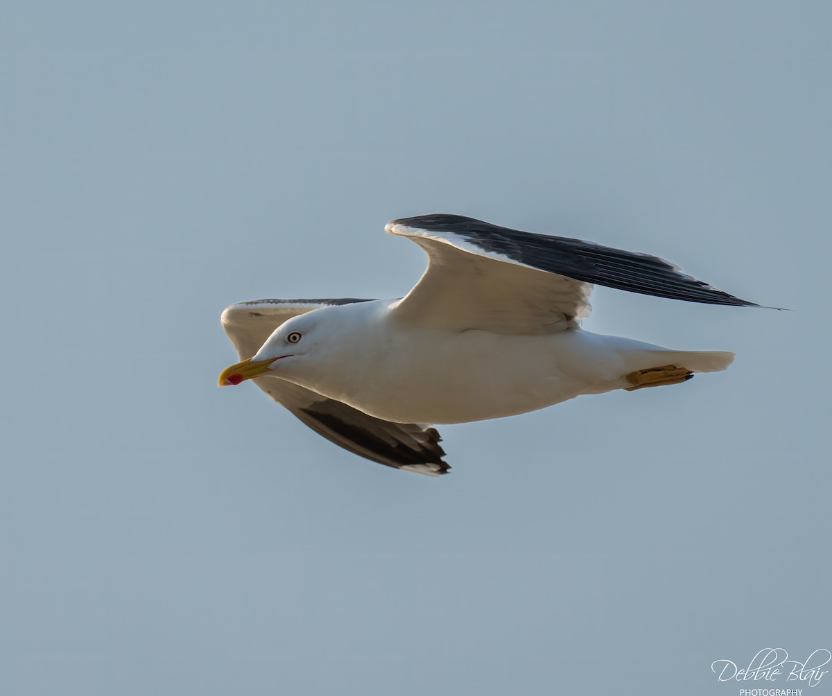 Lesser Black-backed Gull - ML642177464
