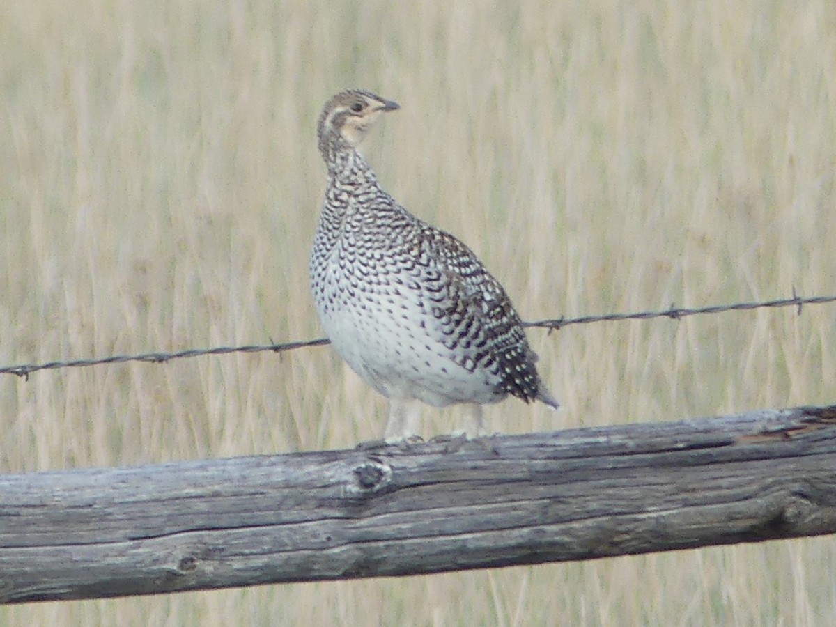 Sharp-tailed Grouse - ML642177465