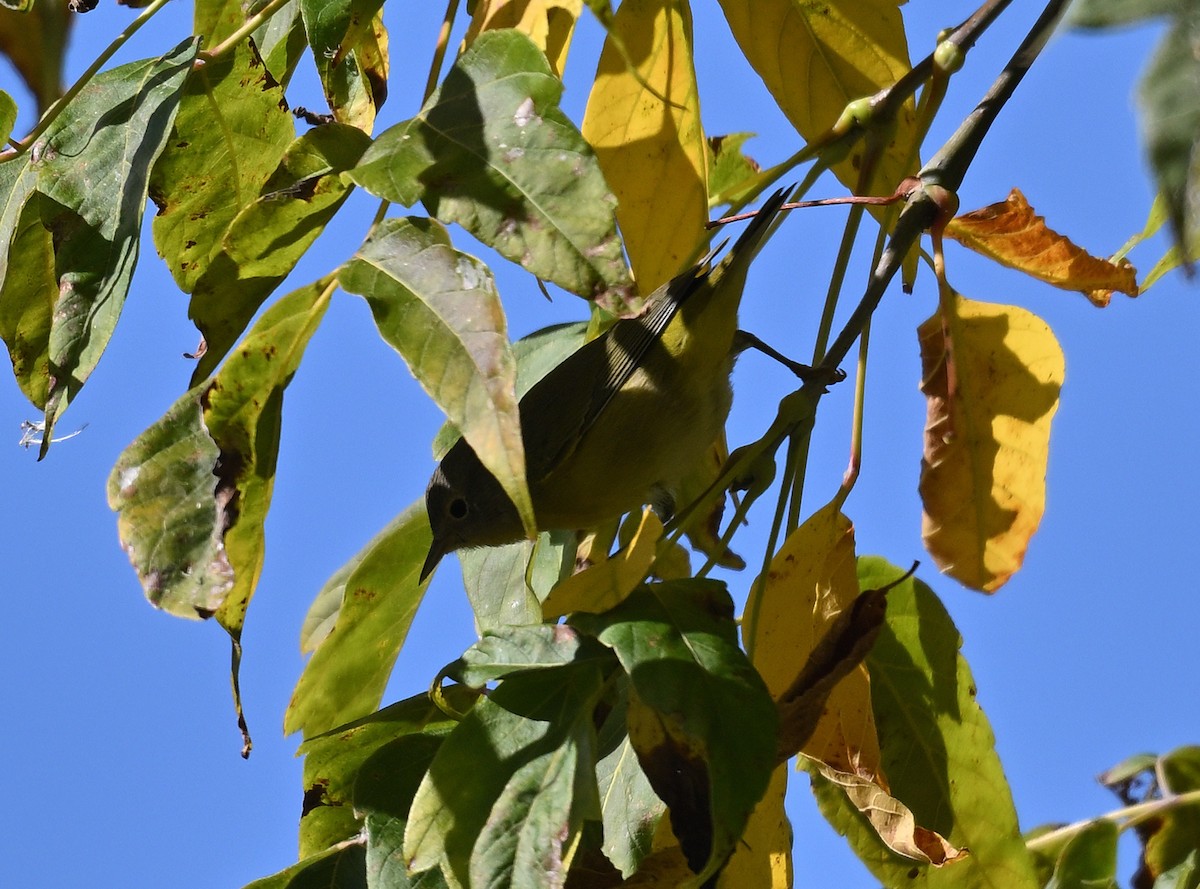Nashville Warbler - ML642177468