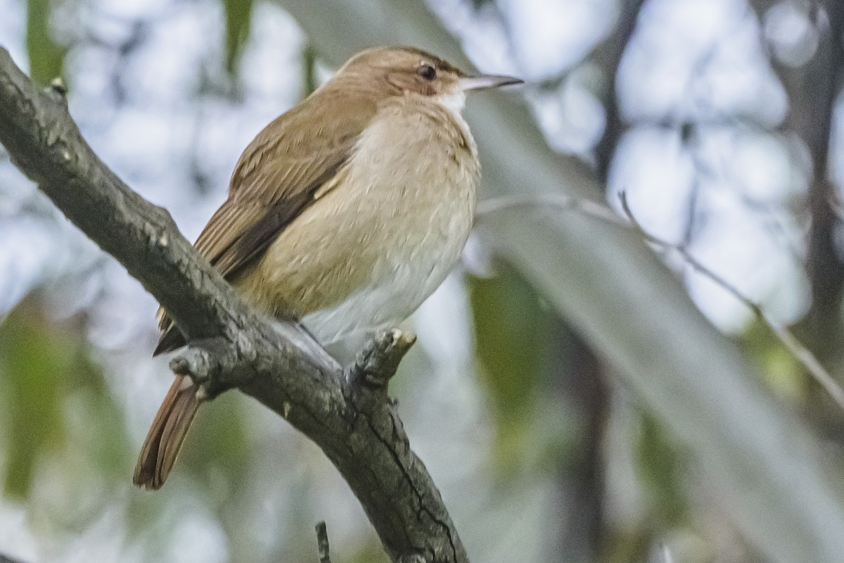 Rufous Hornero - ML642177469