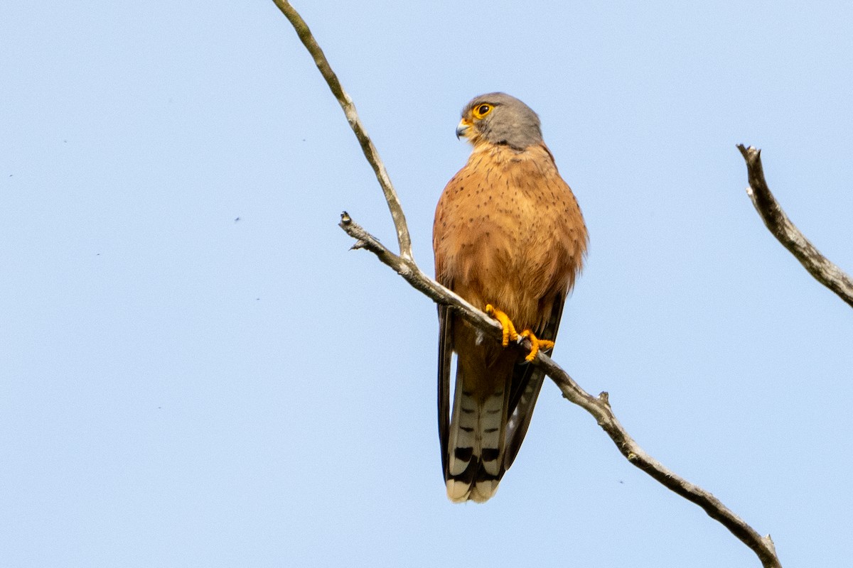 Rock Kestrel - ML642177471