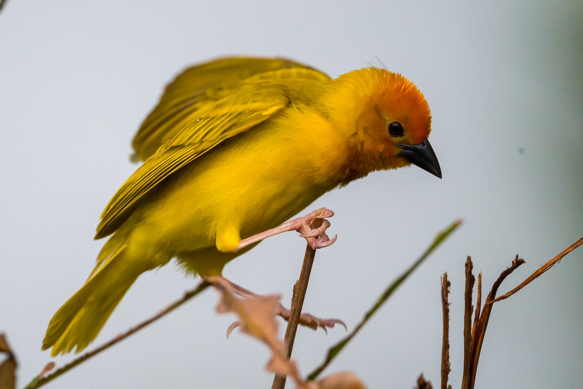 Golden Palm Weaver - ML642177477