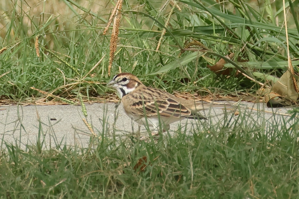 Lark Sparrow - ML642177479