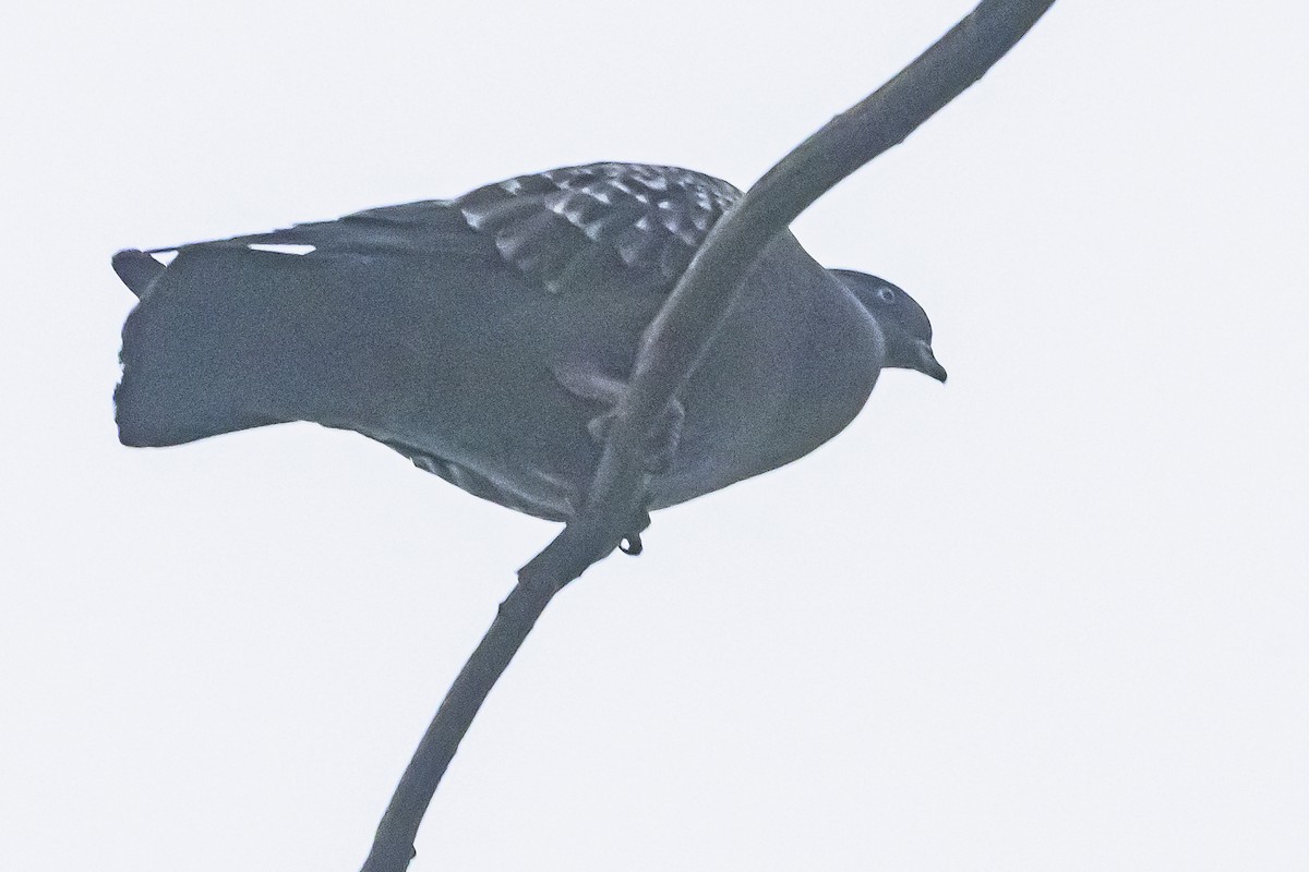 Spot-winged Pigeon - ML642177481