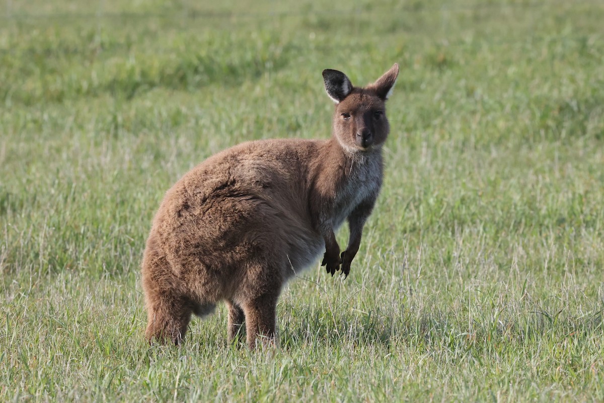 Kangaroo Island Kangaroo - ML642177482