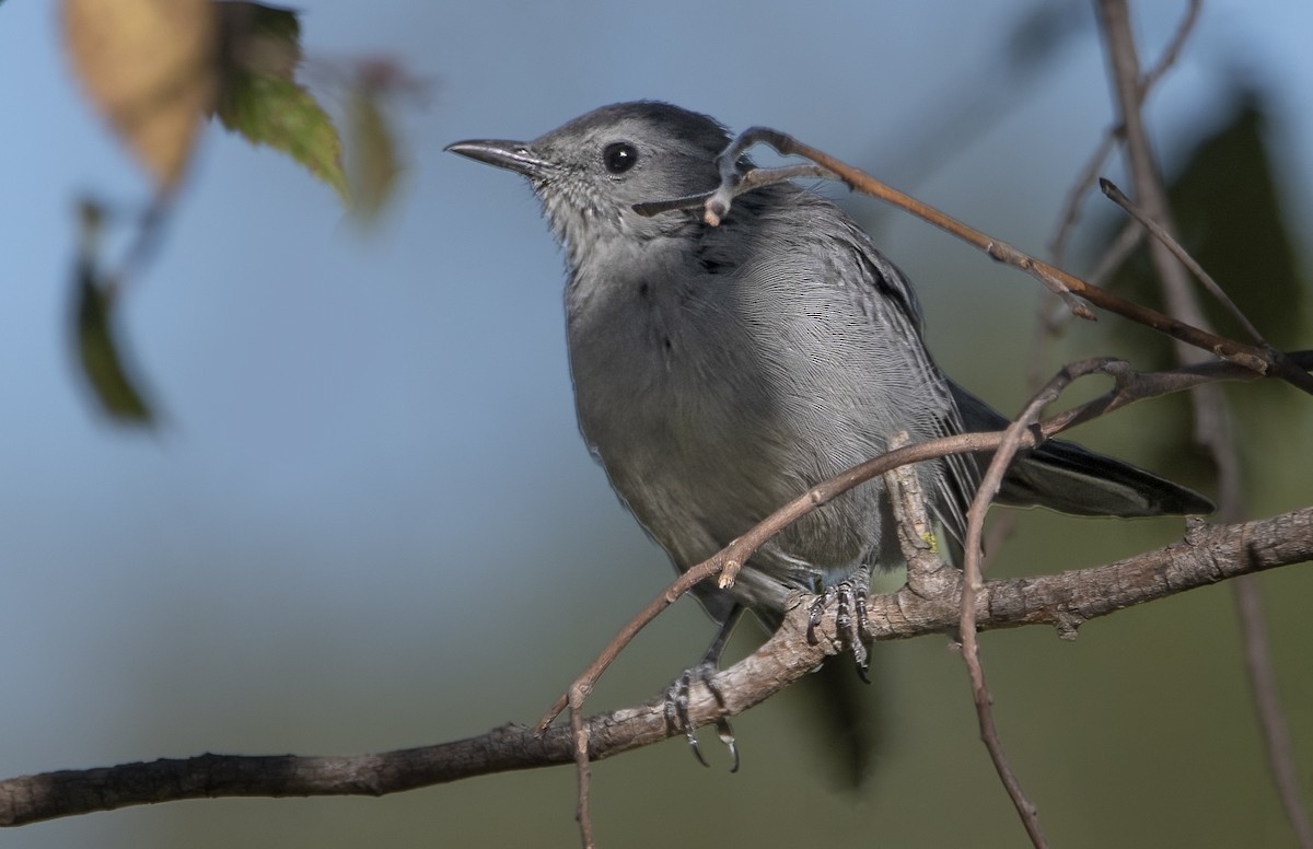 Gray Catbird - ML642177483