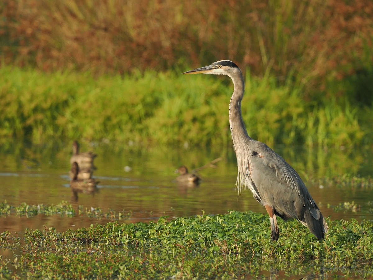 Great Blue Heron - ML642177484