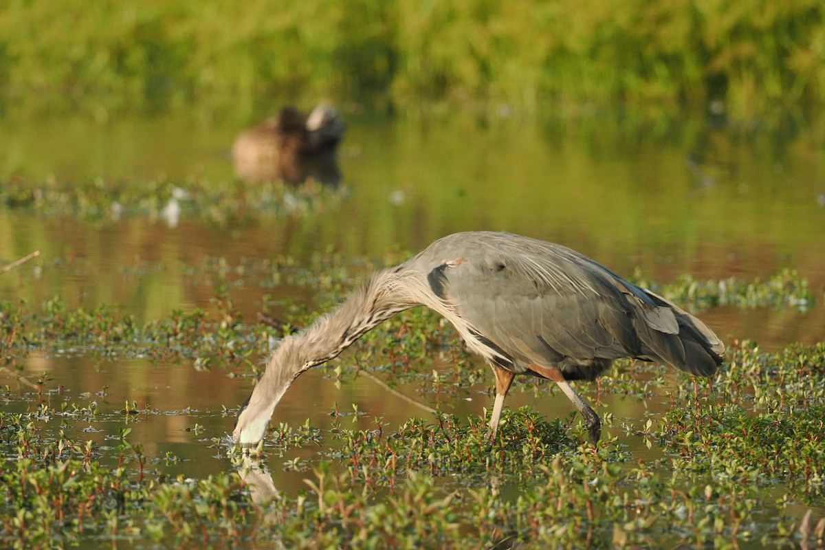 Great Blue Heron - ML642177485