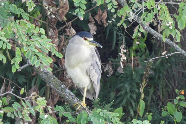 Black-crowned Night Heron - ML642177486